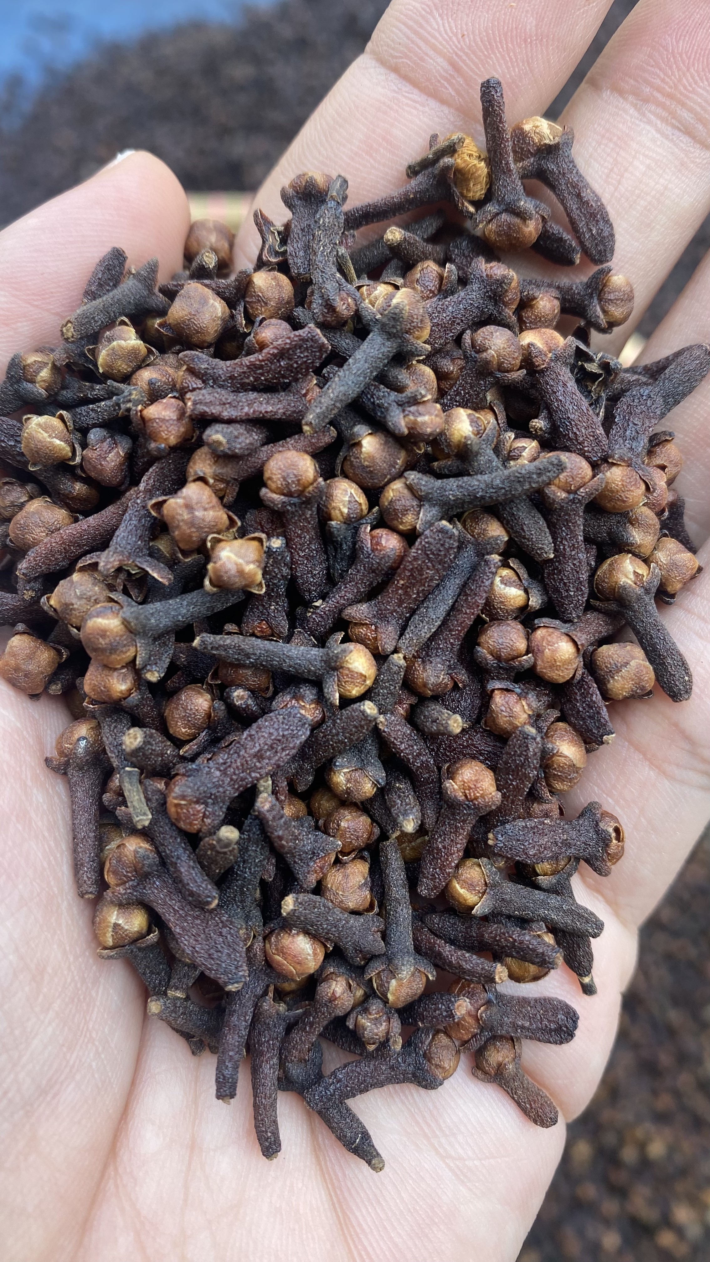 clove spices